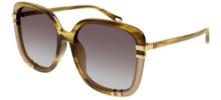 Chloé CH0106SA women Havana Oversize Sunglasses