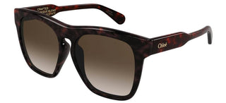 Chloé CH0149SA women Havana Oversize Sunglasses