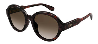 Chloé CH0156SK women Havana Oversize Sunglasses