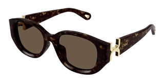 Chloé CH0237SK women Havana Cat Eye Sunglasses