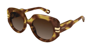 Chloé Ch0257s Women Havana Oversize Sunglasses