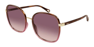 Chloé FRANKY CH0031S women Havana Oversize Sunglasses